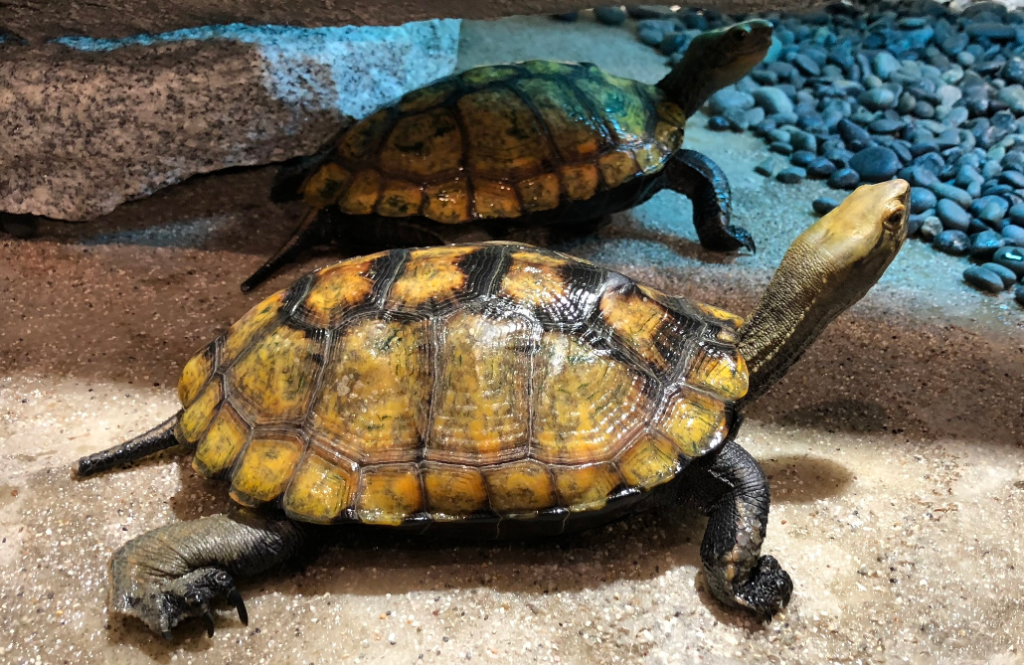 Japanese Pond Turtle